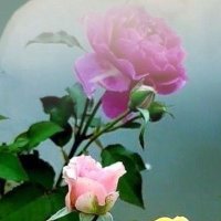 الوجدان (@cb4c505b8d) 's Twitter Profile