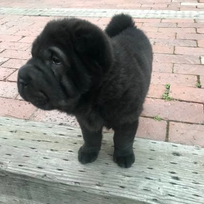 grgrymcknght's profile picture. Ha ha ha ha ha ha ha ha