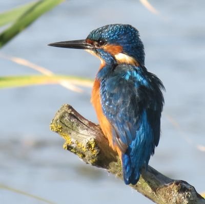 University of Kent 1978-2019 Print Supervisor, lover of Birds, Wildlife, Photography, Real Ale, Dave Gilmour, Pink Floyd, and any great music played well..