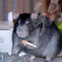 zz ☥ (@abstractezoid) 's Twitter Profile