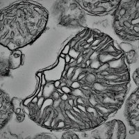Biophysical Society-Bioenergetics Subgroup (@sbioenergetics) 's Twitter Profile