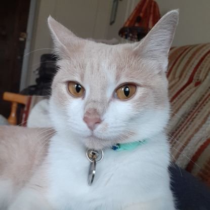 🐈 My name is Juniper, but everyone calls me Junie
🏙 Big City Kitty
📍Chicago, IL
4️⃣ I am 4 years old
📷 Follow me on Instagram!