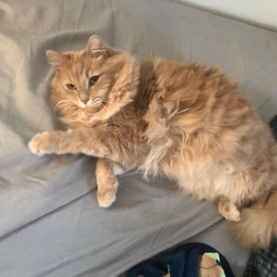 JLS1022's profile picture. i quite like animals more than people.