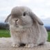 Spartacus Lagomorph (@spartacusl73826) Twitter profile photo Spartacus Lagomorph (@spartacusl73826) Twitter profile photo