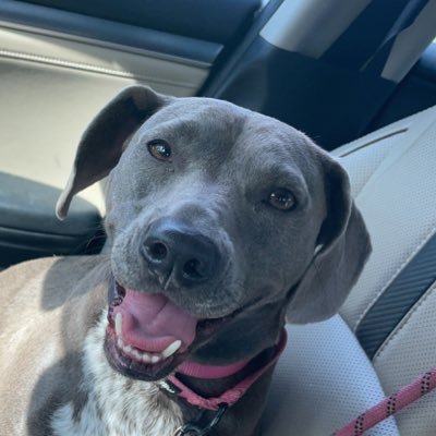 Hi! 🐾 I’m Kaylee. I’m 4 years old & a Weimaraner mix 🎂April 5, 2019