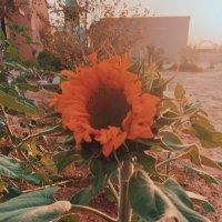 ☘️ (@soul53736353) Twitter profile photo