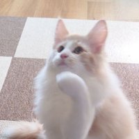 マシュパムちゃんNEL🐱🇳🇴岐阜の旅猫 (@mash202301) 's Twitter Profile