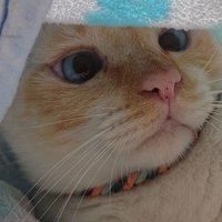 JOJO-mo (@jyomomo) 's Twitter Profile