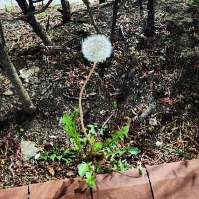 sikadeerplanet's profile picture. 懶人追星帳 『แรงบันดาลใจที่ดีย่อมมาจากจิตใจดีงาม』 ฉันกำลังเรียนภาษาไทยอยู่