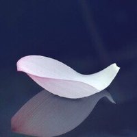 白衣渡江🍁🚀 (@bydj777) 's Twitter Profile