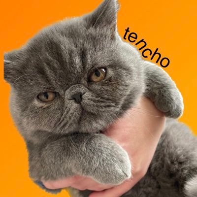 てんちゃん🐱エキゾチックショートヘアの女の子。2022.12生まれ🎂 うり🐱エキゾチックショートヘアの男の子。2023.12生まれ🎂無言フォロー失礼します。フォロー大歓迎🥳🤲🏻(コメントたまに流れてしまいます🥲)
