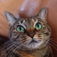 みみさん🐾🐈‍⬛📖@読書垢 (@mimi_76672548) Twitter profile photo