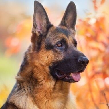 gsdloverusa Profile Picture