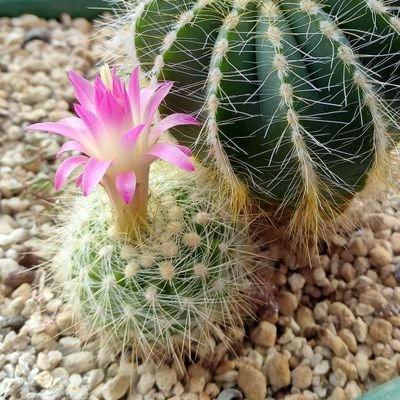 nyagow_lvt's profile picture. 動物の保護情報のリツイートが多いので、お邪魔になるならミュートお願いします。