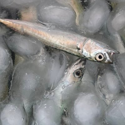 aiueo_udonn's profile picture. あのギャ新参者ですが何卒宜しゅう@aNo2mass