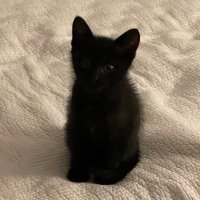 서리 (@seorithecat) 's Twitter Profile Photo