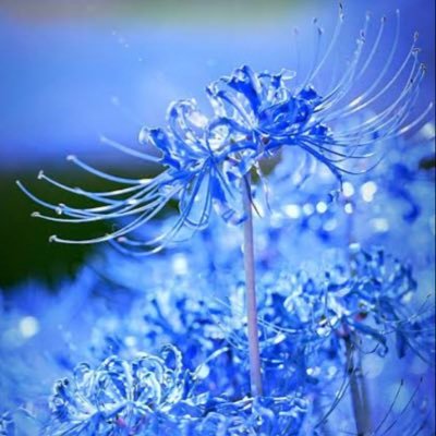 irononai_mienai's profile picture. 生きるモチベがDIR EN GREYです