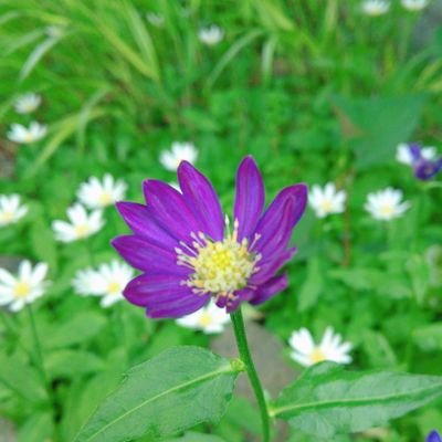 @kiku_hamuhamu  🐹のサブ(花🌼)アカです。手造りの小さな庭の植物を撮っています❀*
家族のハムちゃん🐹を時々連れてきますのでお花と共に愛でていただけると嬉しいです♡
※DMは親しい方のみお返事させていただきます🙇
𖤣𖥧𖡼.𖤣𖥧𖡼.𖤣𖥧𖡼.𖤣𖥧𖡼.𖤣𖥧