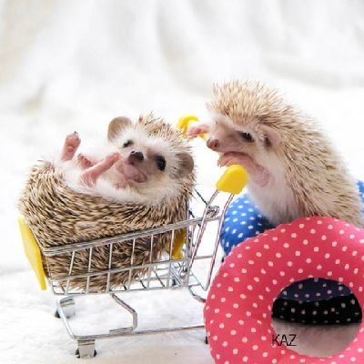 pu_toma_to's profile picture. 懸賞にハマってます！
皆さん仲良くしてください！！

好きな動物はハリネズミ🦔です