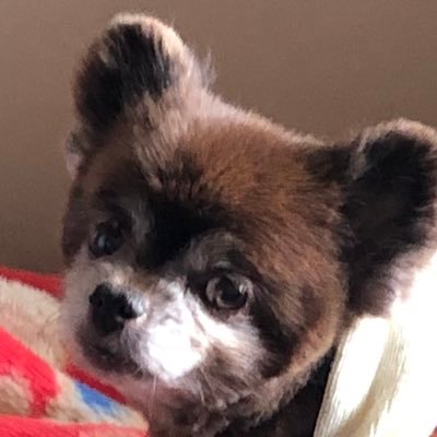 NaruCha87887233's profile picture. 🇯🇵先人により護り抜かれた日本国を後人へ🤗🌾🌾🌾 🇯🇵私の思う世界に誇る日本は自衛隊🫡☘️☘️🍀☘️☘️ 🇯🇵日本人は小さな蜜蜂😊🌷🌷🌷🐝➰🌈🌈🌈🌈