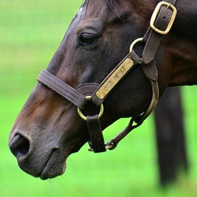 a_horse0's profile picture. 