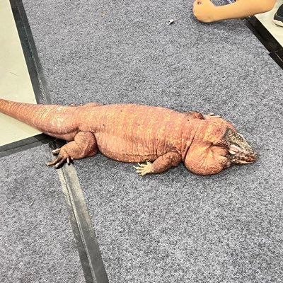 Nokia331Os's profile picture. 台灣🇹🇼