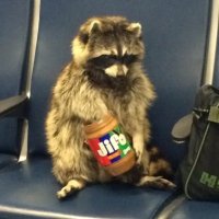 Raccoon chilling and eating peanut butter🐀(@EatingRigby) 's Twitter Profile Photo