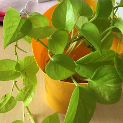 hinamaruasa's profile picture. ただの主婦です。ひとり楽しみが好き。興味があること、とりあえずやってみる。家にひきこもるのも好きです。 韓国を愛してやまず、旅行、コスメに課金が止まりません。❤️