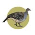 National Malleefowl Recovery Group (@malleefowlaus) Twitter profile photo National Malleefowl Recovery Group (@malleefowlaus) Twitter profile photo