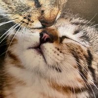 のり🍋🐈 (@charmy915) 's Twitter Profile