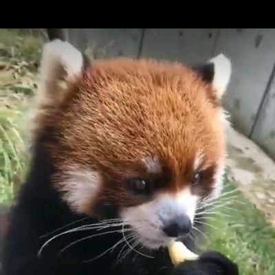 AmandaR71219866's profile picture. Momma Bear