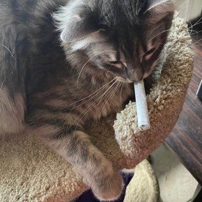 PythonedDome's profile picture. 