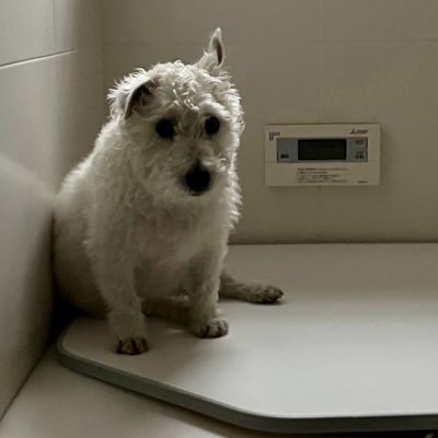 koha1230's profile picture. 20↑、ヘッダーは銀次さんから 最近ハマってるもの→あくねこ/千銃士/ツイステ/ヒプマイ/刀剣乱舞/モンハン/地球防衛軍5 あとTRPGも好きです