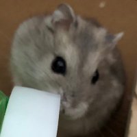 ハムオくんとハムジくん🐹🐹(@hamuhamuokun) 's Twitter Profile Photo