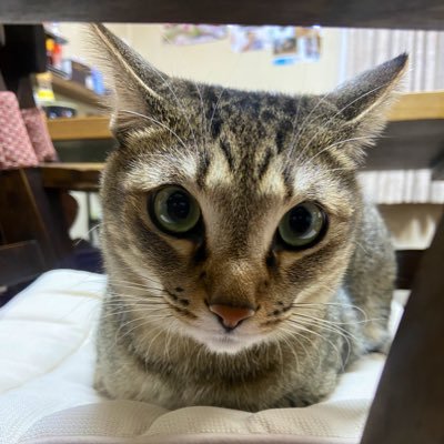 ZokzqNcvvfwGEUr's profile picture. ケイバムズカシイ