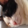 mabimormar's profile picture. マリー(旧モリアン)で活動しているnanonanoです。(￣^￣)ゞ お誘い大歓迎です！フレンド募集中です( ｀・∀・´)ﾉﾖﾛｼｸ 百合のご提供お待ちしております(●´ω｀●)もっとかわいくなりたい #마비노기