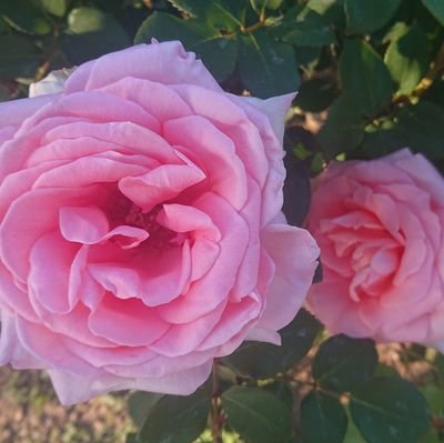 Otohime0920's profile picture. 龍宮城を愛する🌹
龍美会💜