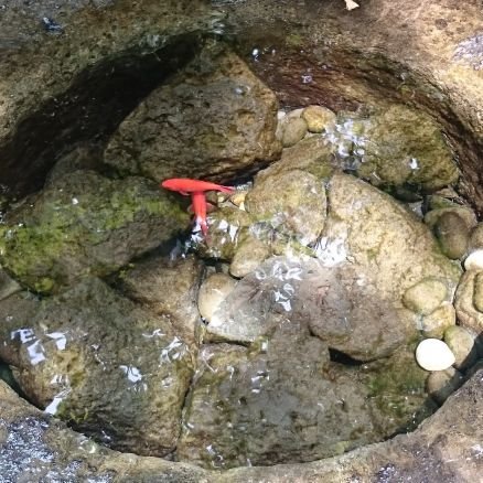 1KUx6hbEeJ15671's profile picture. マリーちゃん👉️ @914kinGyo