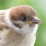 やひろあこ (@ako_y) 's Twitter Profile Photo