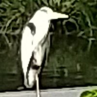 よっしぃ (@quvw5t6le158598) 's Twitter Profile Photo