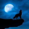 TheHowlBBall's profile picture. Welcome to Howling At The Hoop, come and join the pack. Minnesota Timberwolves News, Updates and Live tweets. #RaisedByWolves Check out the Podcast!⬇️🎙