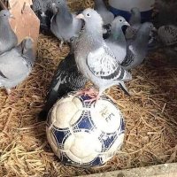 Dan (@thedanofrivera) 's Twitter Profile