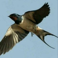 پرنده ی تویئتر (@sadegh_e78) 's Twitter Profile