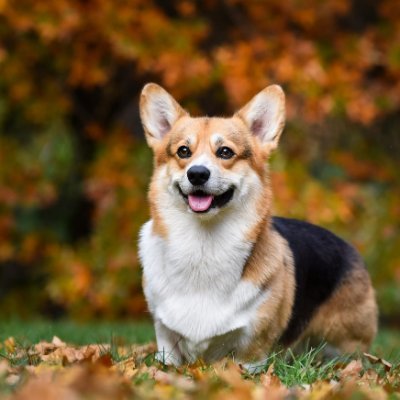 Welcome to Corgi lovers🐕🦺🦮
🐶We daily share #Corgiloverfans funny content🐶
🐾Follow us on @Corgiloverfans if you really love corgis🐾