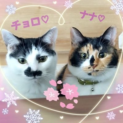 🐱先住猫ナナちゃん♀(推定2021年1月生まれ)🐱チョロちゃん♀(2022年5月生まれ)日々の記録📓出会いは『猫の未来とびら譲渡会』にて🐾保護主さんに心より感謝😭フォロー＆いいね♡RTありがとうございます🙇🍀ポストは不定期です #保護猫  #猫好きさんと繋がりたい