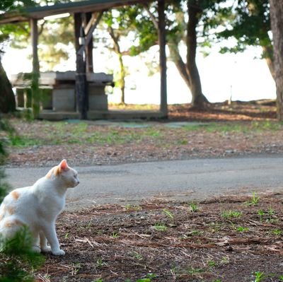 本当に思ったことをつぶやきます。
SNS上で議論はしません。
LINEなどの交換もしませんので、そういう類のDMは無視します👮