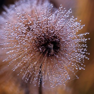 Rollupxiii's profile picture. 🐉$MON