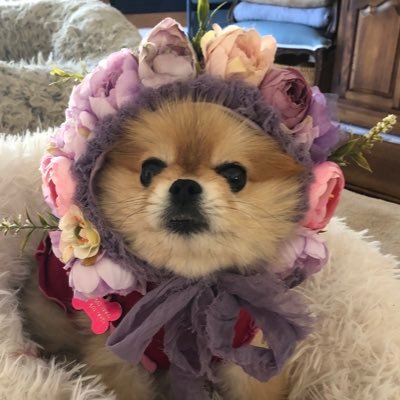 PomBella Profile Picture