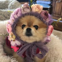 Annabella Pomeranian(@PomBella) 's Twitter Profile Photo