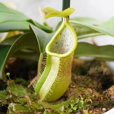 try_selfcontrol's profile picture. 2023/4 うつ病と診断されました。一次障害ADHD(恐らく)、二次障害うつ病。手帳申請中。情報交換も兼ねて闘病垢さんと繋がりたいです。
うつ病 / 鬱病 / ADHD / 発達障害 / トリンテリックス / サインバルタ / アトモキセチン（ストラテラ） / PEA検査値1.1